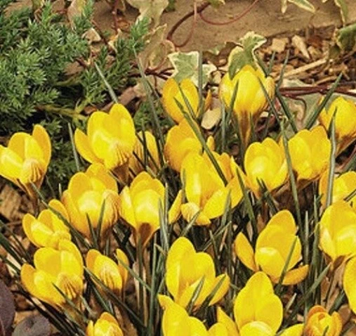 GRAD 12LARGE FLOWERING DOROTHY YELLOW CROCUS FLOWERS BULBS WINTER SPRING GARDEN PLANT
