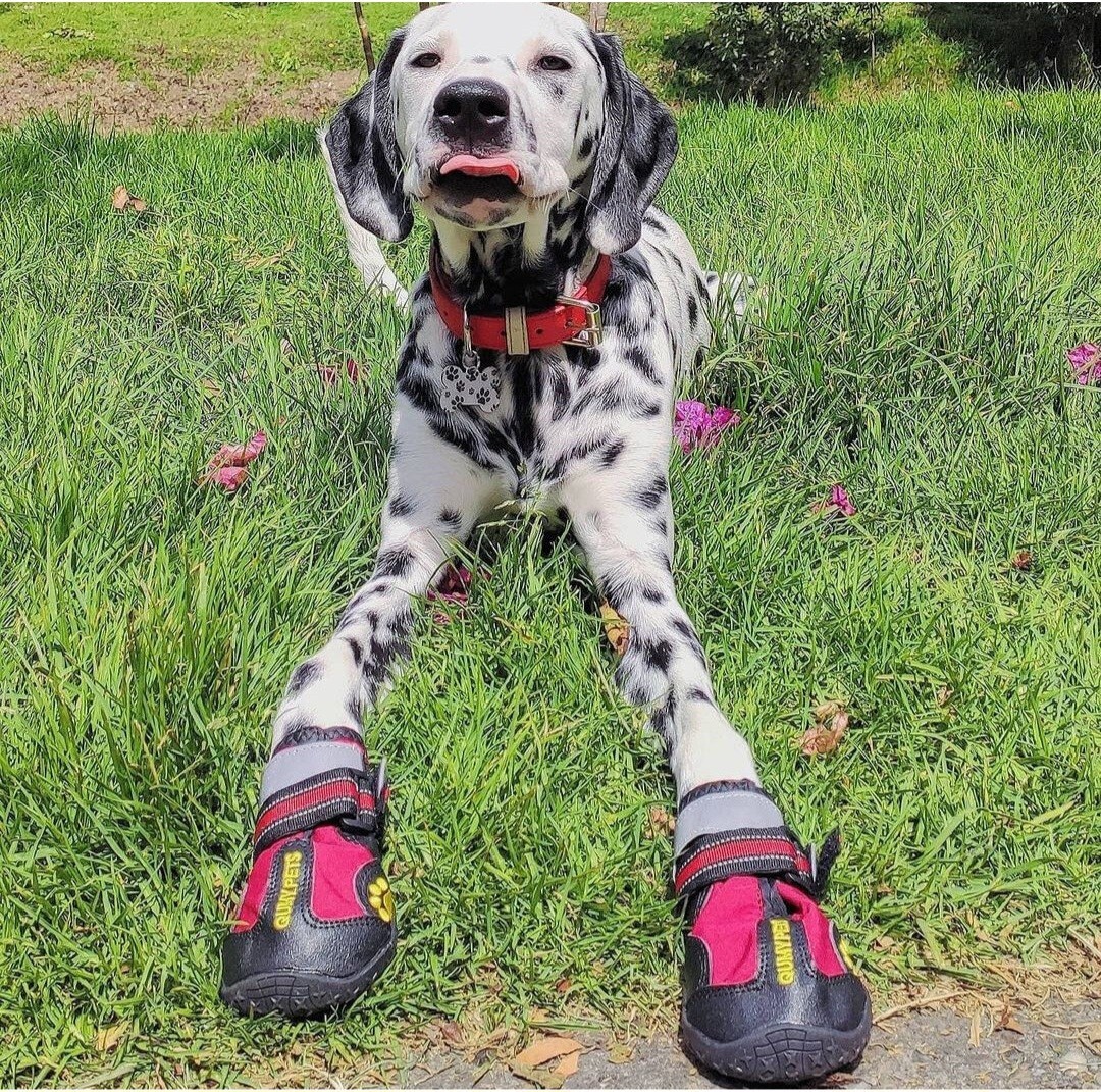 QUMY Dog Shoes for Dogs, Dog Boots & Paw Protectors for Winter Snowy