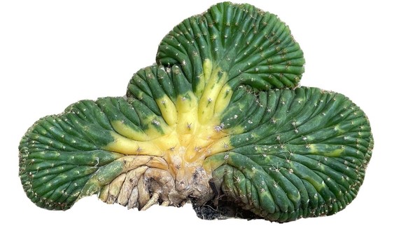 Tricho Cristata Variegata, Echinopsis