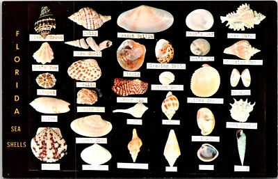 Postcard Dodsons Shell Shop Kings Crown Turkey Wing Venus Conch Florida D12