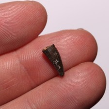 Crocodile Tooth - Dinosaur Aged Fossil Hell Creek Formation Cretaceous