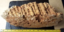 Large Horn Coral Cluster Fossil  Cheatham Co Tennessee Specimen Rock Landscaping