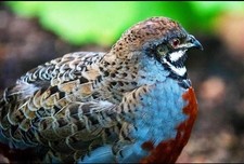 10 Button Quail - Hatching Eggs Chinese Painted EXOTIC ULTRA RARE. Order NOW 