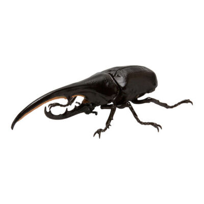 Hercules beetleです。① The Diversity of Life on Earth Hercules Beetle Exclusive Figure