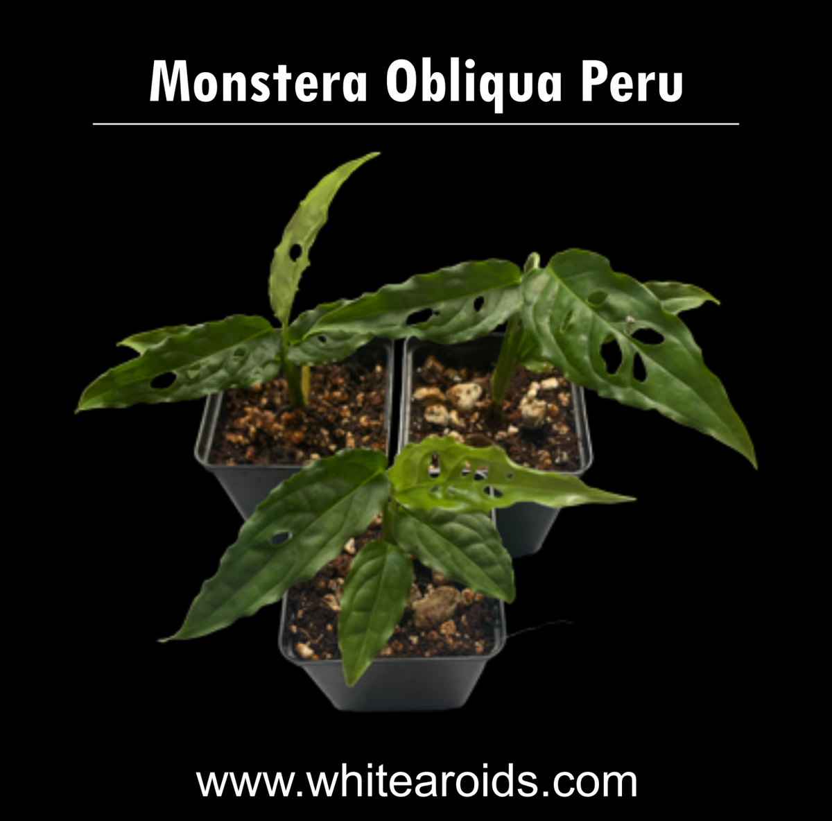 philodendron ring of fire light Philodendron Ring of Fire Houseplant with Planter - Small (7