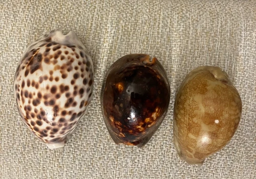Cowrie natural sea shells