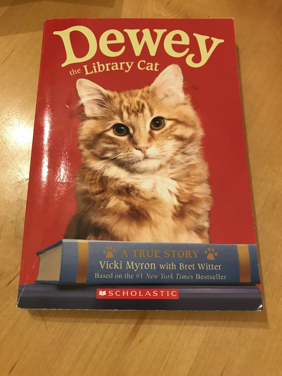 Cat In Library