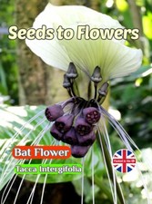 BAT FLOWER - TACCA INTERGIFOLIA - TROPICAL - EXOTIC - 7 BEST QUALITY SEEDS 
