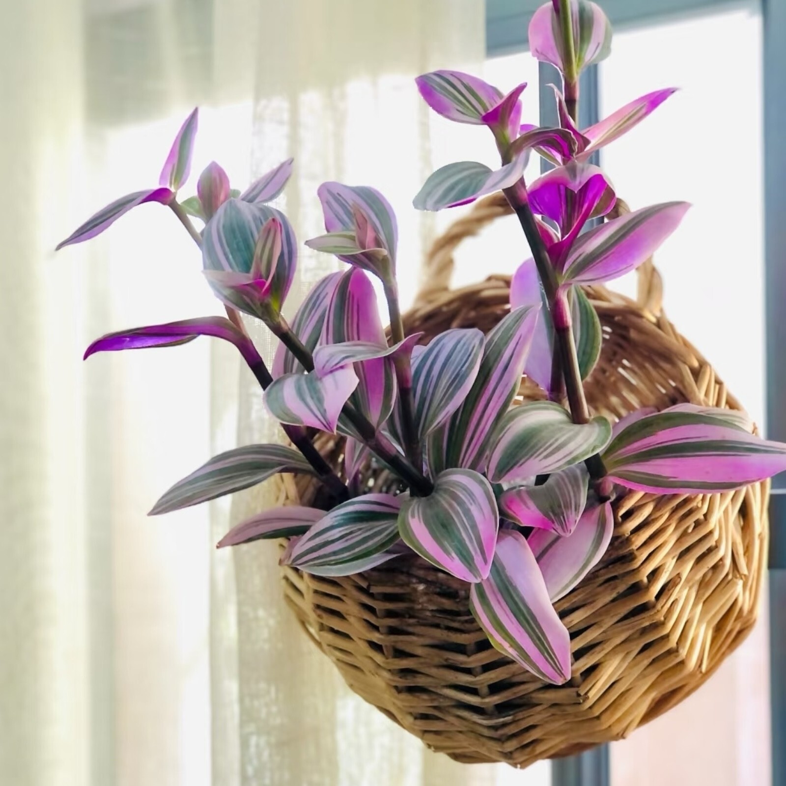 3 Unrooted Tradescantia Nanouk Cuttings 3”-4” Rare Pink Wandering Jew Houseplant