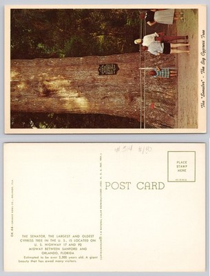 The Senator Big Cypress Tree Postcard Sanford Orlando Florida Curteichcolor