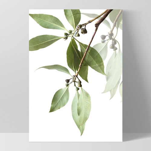 Eucalyptus Gum Leaves Art Print Poster Canvas. Native Modern Australian | PLT-50 - Picture 6 of 10