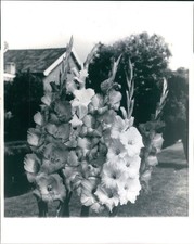 1987 Photo Gladoli Summer Bloom Bulbs Great Britain Flowers Beautiful 8X10 Press