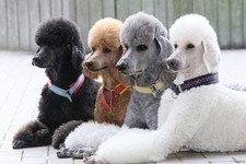 Diamond Painting Kits for Adults, Kids Poodle Dogs Animals DIY 5D Diamond Pai...