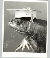 Close Up of a FROG Wearing Graduation Cap. 1976 Press Photo Animals