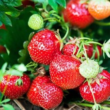 20 Eversweet Strawberry Bare Roots – Fragaria × ananassa - Everbearing 20 Eversweet Strawberry Bare Roots – Fragaria × ananassa - Everbearing