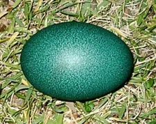 FRESH FERTILE EMU HATCHING EGGS USPS PRIORITY MAIL SHIPS WITHIN 24HR FROM LAYING