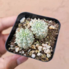 Variegated Corn Cob Cactus Euphorbia mammillaris