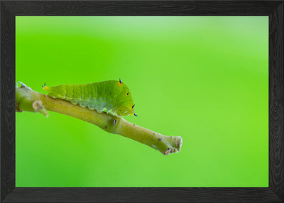 Gerahmtes Wandbild Raupe Poster Leinwanddruck Bild
