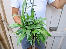 Hoya pubicalyx Splash wax plant wax plant