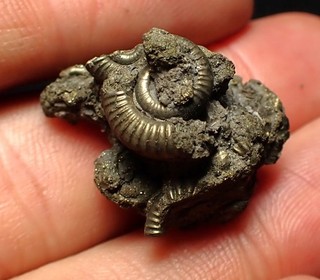 Pyrit Multi Ammonit Fossil (25 mm) Crucilobiceras Charmouth Jurassic Coast UK