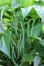 FRENCH DWARF BEANS x8 'Blue Lake' Climber | Young Plants | PRE-ORDER | FREE P&P