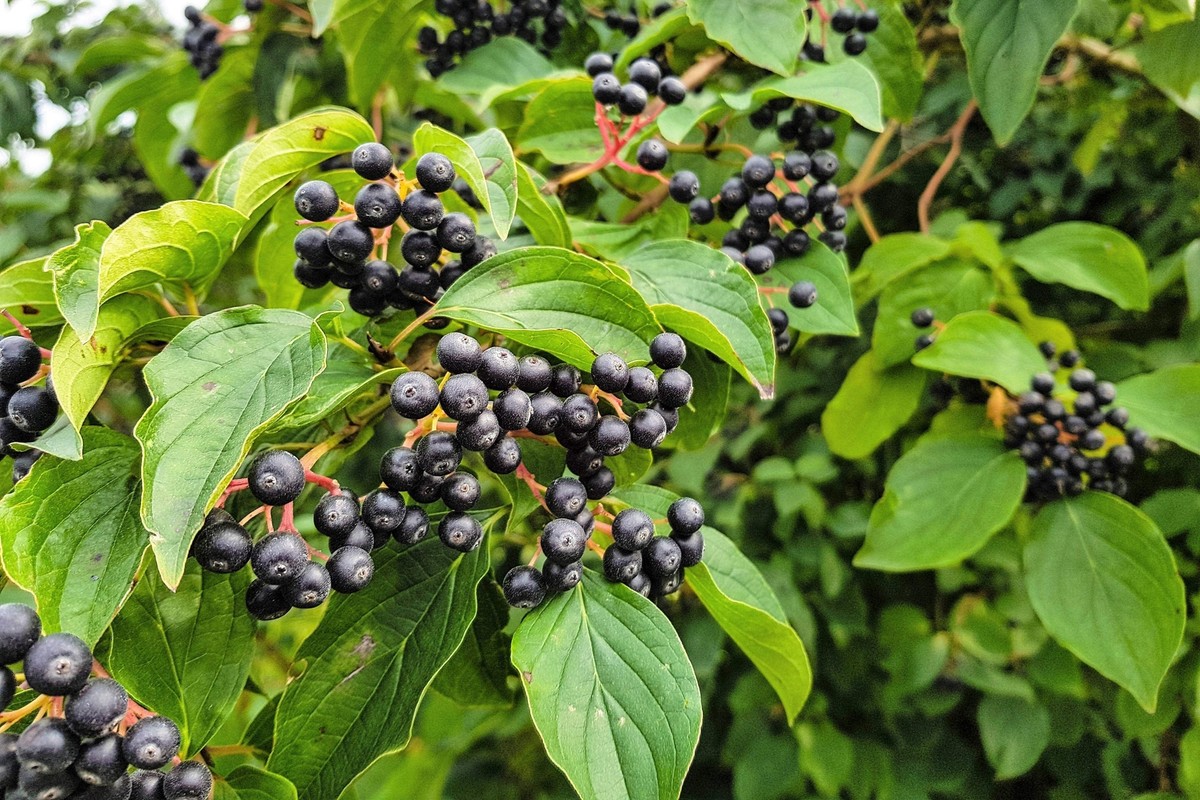 PRIMO [Aronia Berry]ブラック Aronia.2_4184d059-3f09-4ac3-