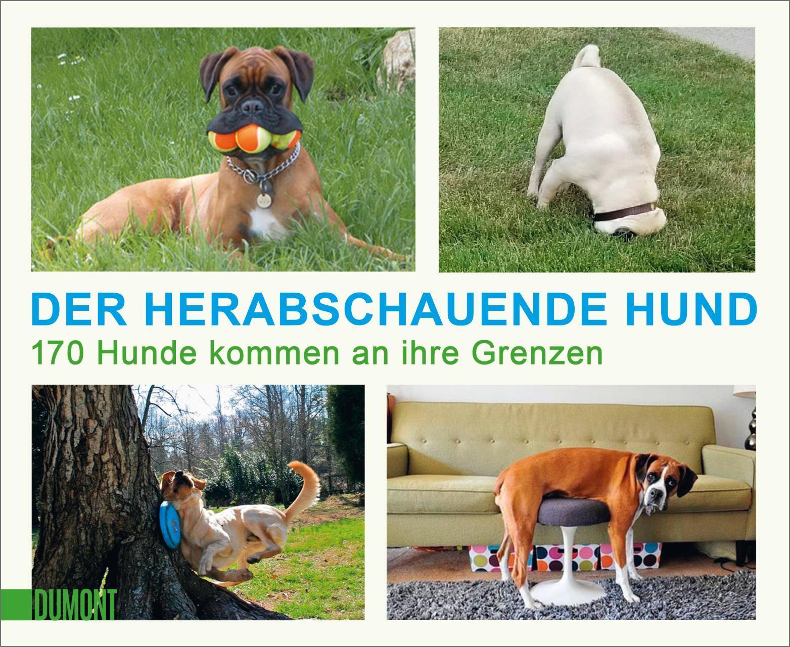 Thumbnail - Der Herabschauende Hund 170 Hunde Kommen An Ihre Grenzen Taschenbuch