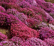 AUBRIETA ROCK CRESS CASCADE MIXED Aubrieta Hybrida Superbissima - 250 Bulk Seeds