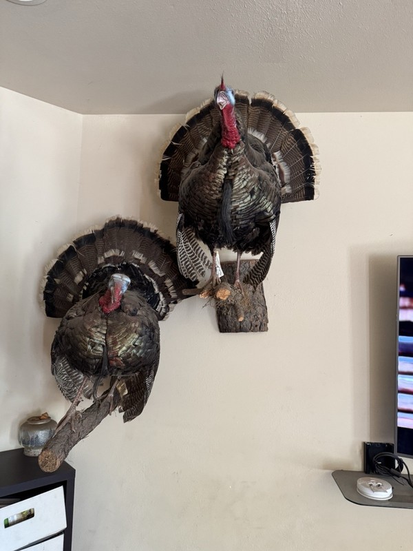 Pair of Turkey Bird Taxidermy Wall Mounts on Plaques (2)