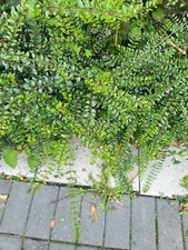 8x Lonicera Hedging Box Honeysuckle STARTER Plants Supplied Bare Root