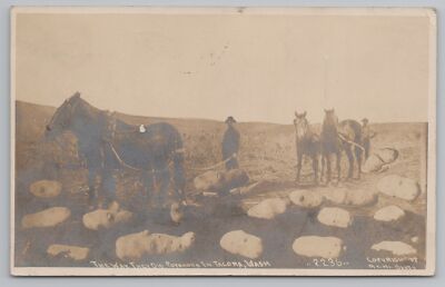 ''The Way They Dig'' in Tacoma WA~Exaggerated Potatoes~Horses Haul Sled~1909 RPPC