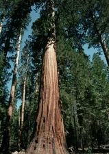 386714 Trunk Lower Branches of Giant Redwood WALL ROOM PRINT POSTER US