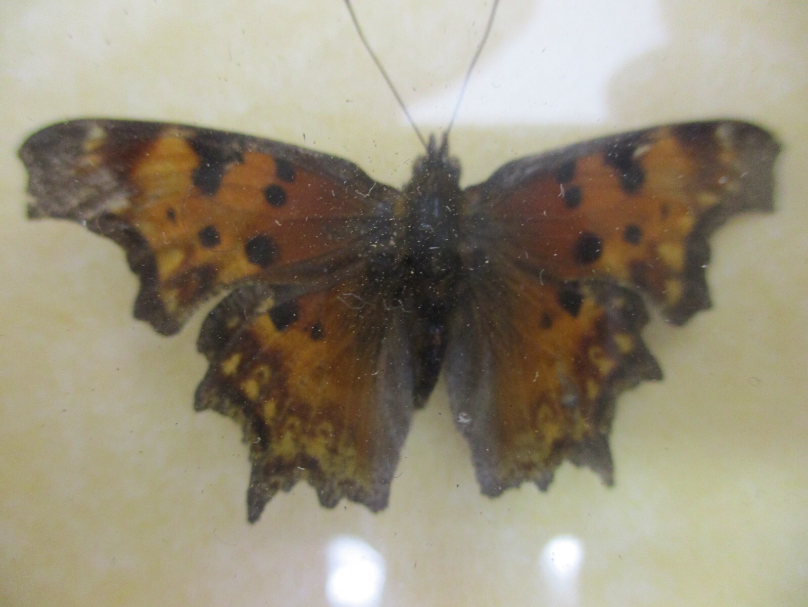 Real Butterfly Mounts in shadow box - Hand mounted by a Montana craftsman