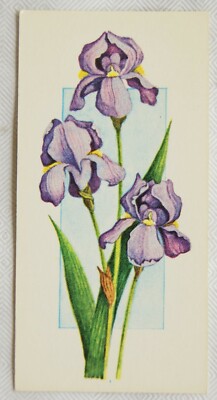 Craven Black Cat Blumen Ganzjahreskarte Nr. 29 Iris