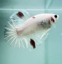 Live Betta Fish High Quality Betta Male HMPK USA Seller C812