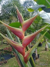 HELICONIA CARIBAEA PITON POINT LIVE RHIZOME TROPICAL PLANT