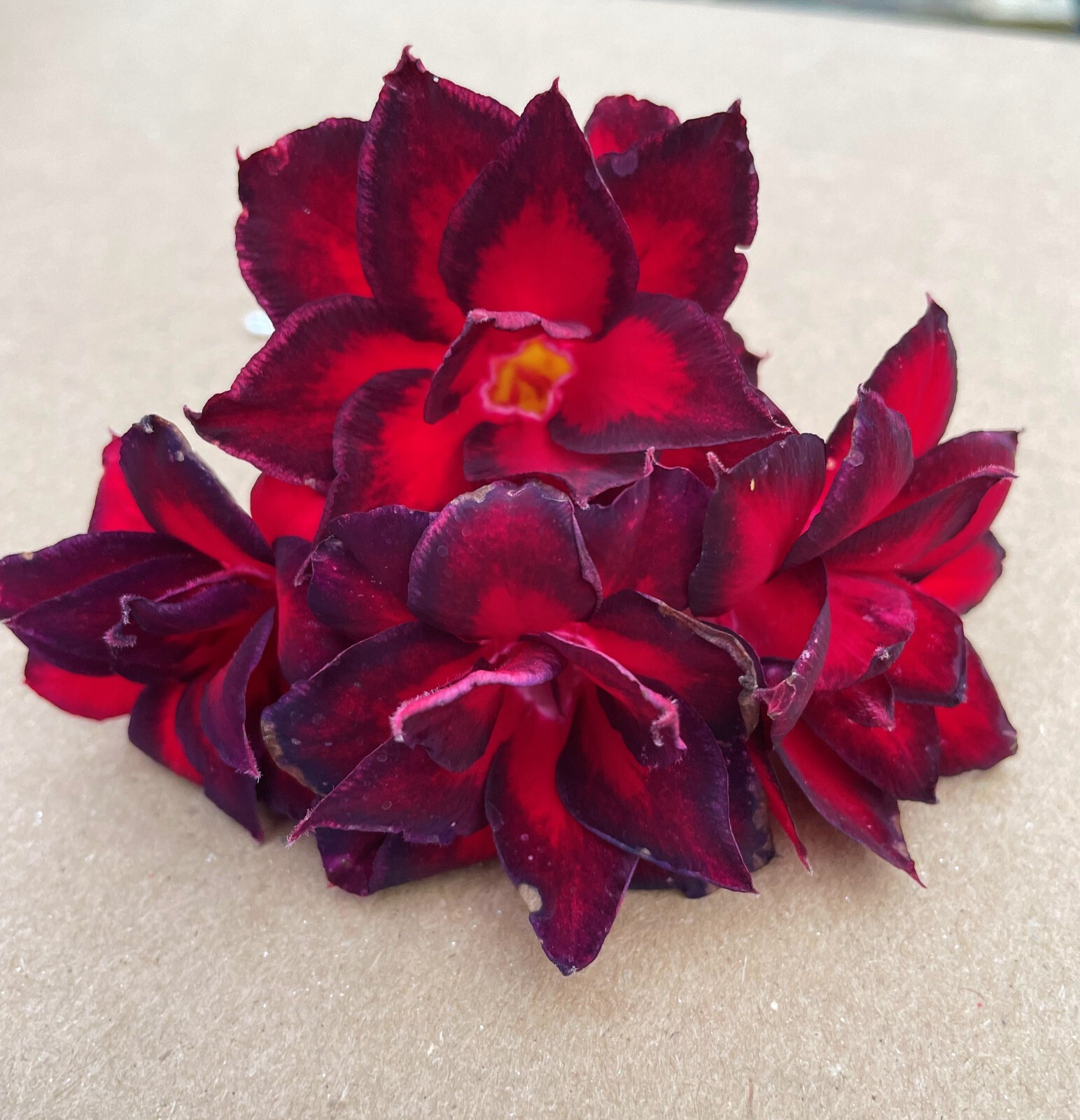 VULCANUS NX" Adenium Obesum Grafted Plant "Desert Rose Plant *USA