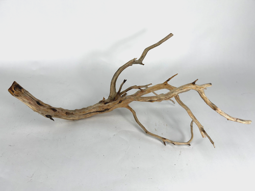 Großes Treibholz Manzanita 24" Aquascape Aquarium Terrarium Reptil Wohndeko - Bild 6 von 24