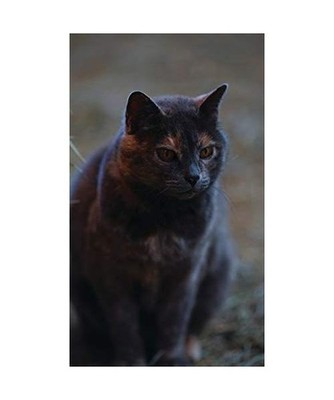 Kid's Petite Barn Cat Journal: Volume One, Jordan Wunderlich