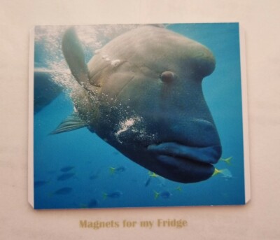 FISH - MAORI WRASSE / HUMPHEAD FRIDGE MAGNET - M861 F