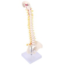 NEW Professional Life Size Human Spine Model, Flexible, Medical, Anatomical UK 
