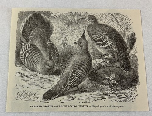 1885 book engraving ~ CRESTED PIGEON and BRONZE-WING PIGEON