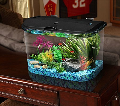 3 gallon aquarium