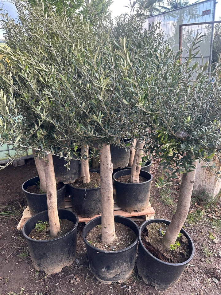 Olivenbaum ca. 20-30 Jahre Alt Winterhart bis -15 Höhe ca. 150 cm SONDERANGEBOT