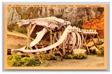 Sperm Whale Skeleton, Lobos National Park Monterey California CA Postcard