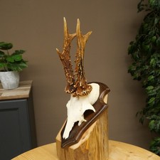 Rehgeweih Reh Geweih Geh&ouml;rn Rehbock auf Troph&auml;enschild 605.131