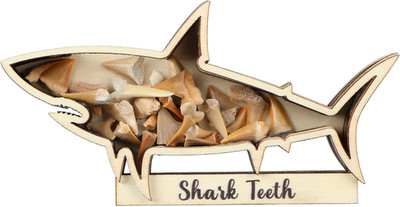 Shark Tooth Display Case Shark Teeth Shadow Box Collection Wood Shark Teeth Hold