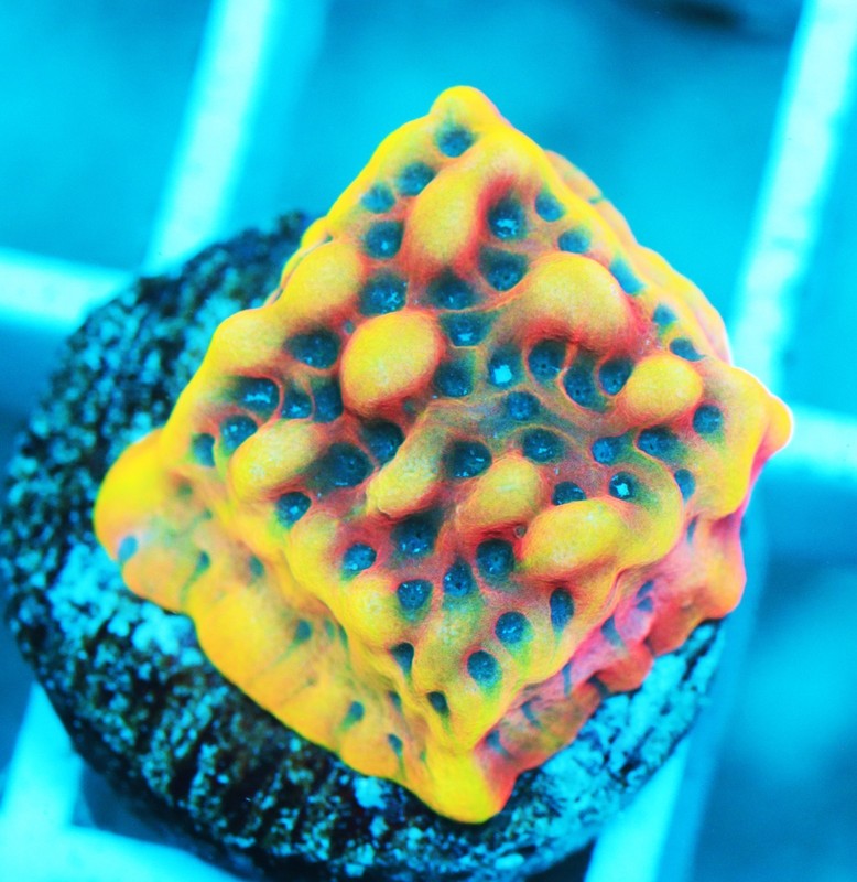 RR Crazy T Montipora Frag Zoanthids Zoa Paly SPS LPS Corals, WYSIWYG