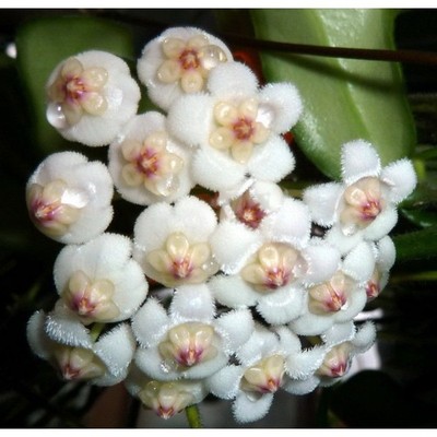 Real Pict Hoya Rotundiflora Rare Plant
