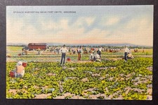 Spinach Harvesting near Fort Smith Arkansas linen S & S News Agency